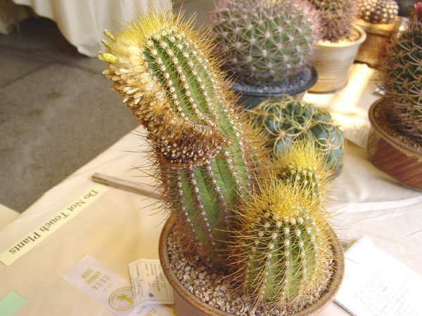 Coleocephalocereus_aureus